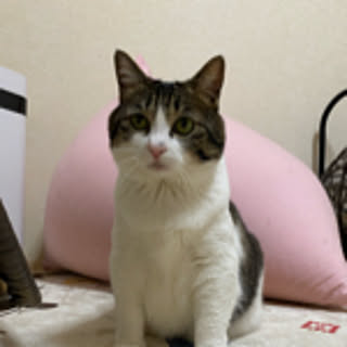 shuho