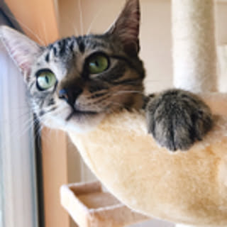 nysa