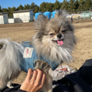 Peco