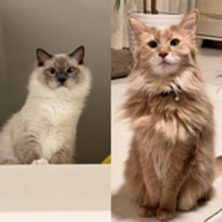 mofucat