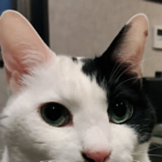 tititomyu