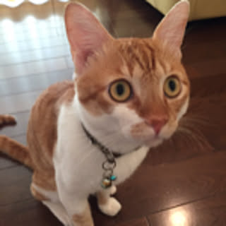 yun