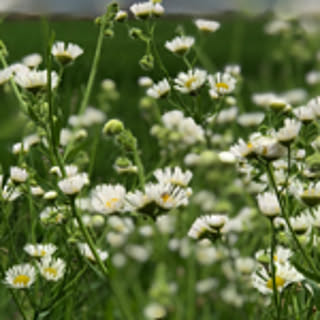happyseed