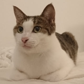 tom
