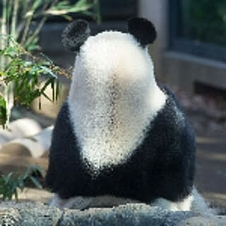 pandapanda