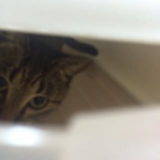 achi