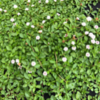 ecopana