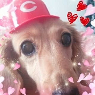 koyoi