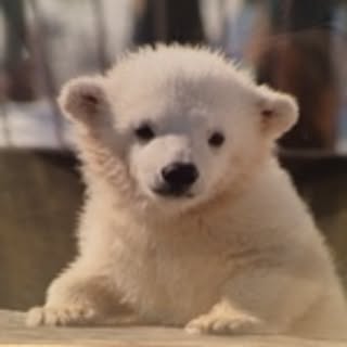 shirokuma