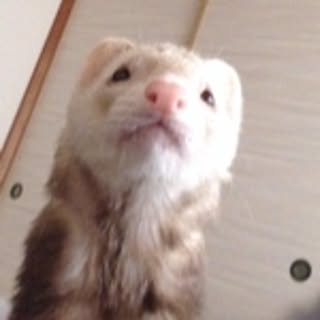 kuri-de-chu
