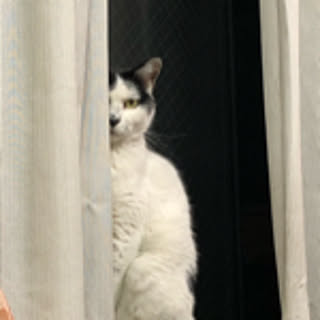 keroko