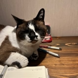 micio-notte