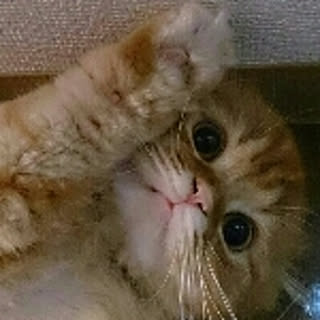 hana5