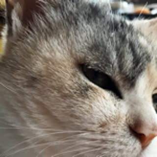 mo_chan