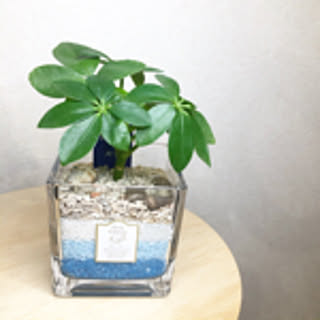 choko