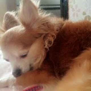 suzu