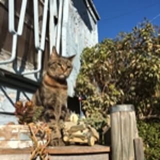 harum.shingen