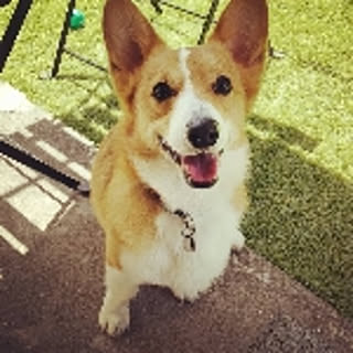 animalland