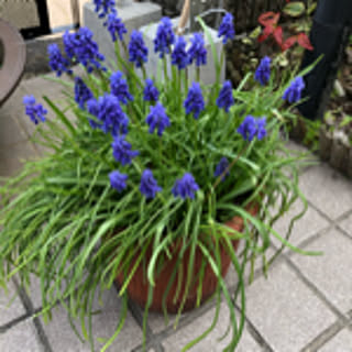 fuuko