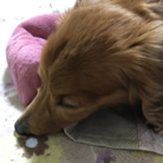 onomi