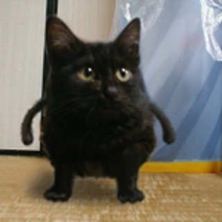 Kohei