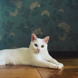 catsmam