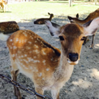 Bambi