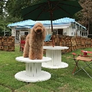 DogGardenBaByBoo