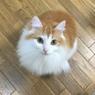 kaji