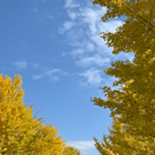 isasaburo