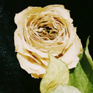 annem