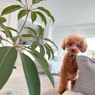 Poko