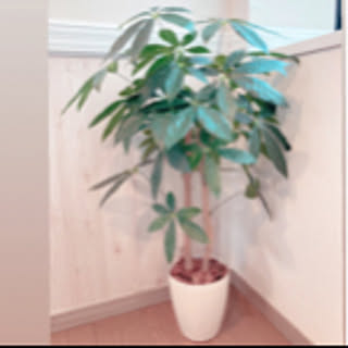 pami