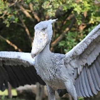 kyoma