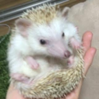 tatsu