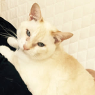 mimisuke