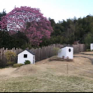 shironeco