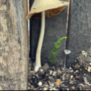 forestcity