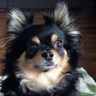maro