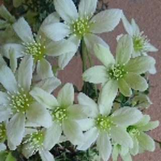 rabendar