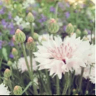 bloom