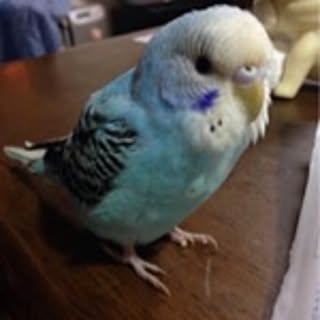 Micaco