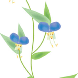 fumi