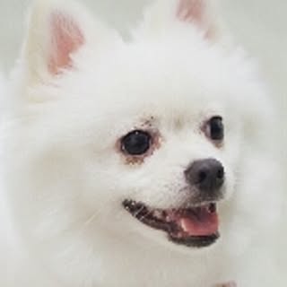 Belle