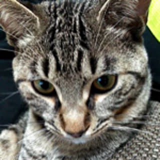 masi