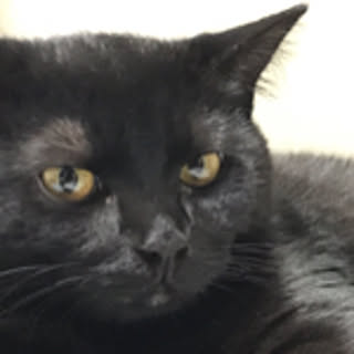 Gigi
