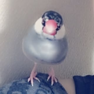 kozu