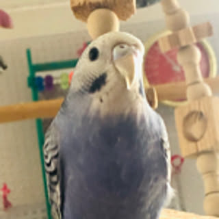 kao