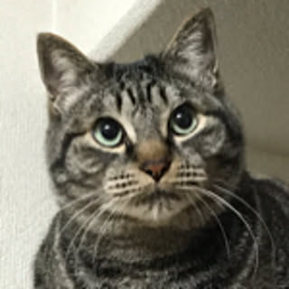 ako_a_kiko