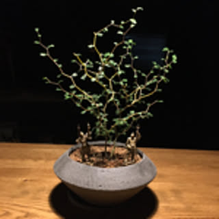 CHI73